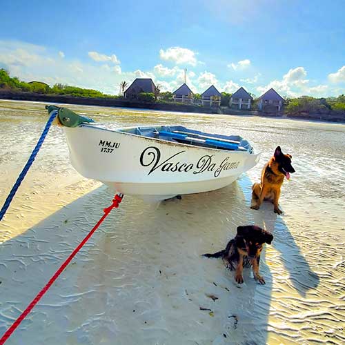 Dogs Resting
