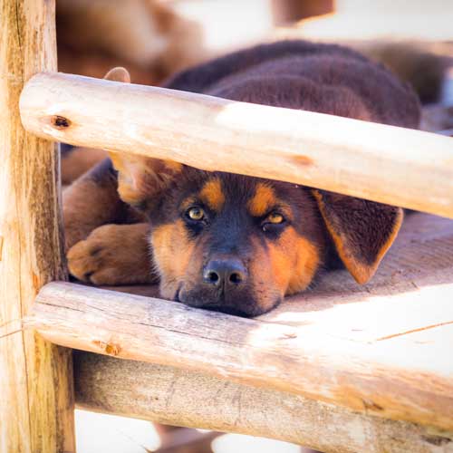 Dogs Resting
