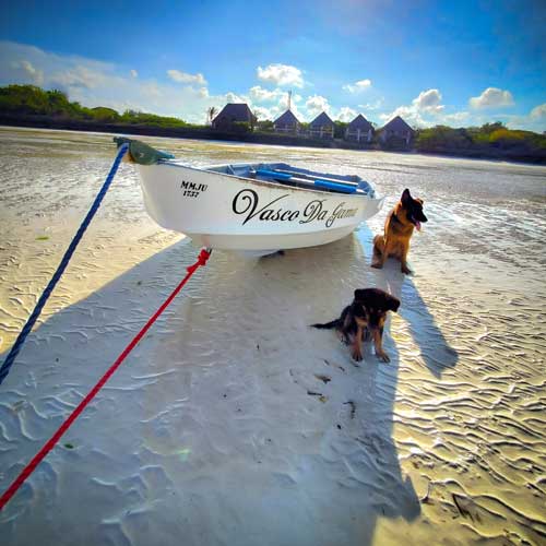 dog beach day