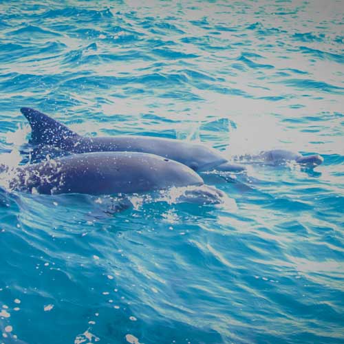 Dolphin_tour_in_Zanzibar