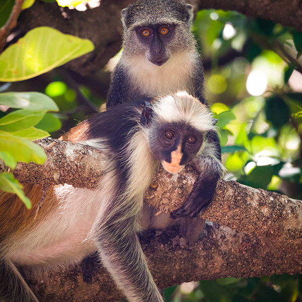 Red Columbus-monkey